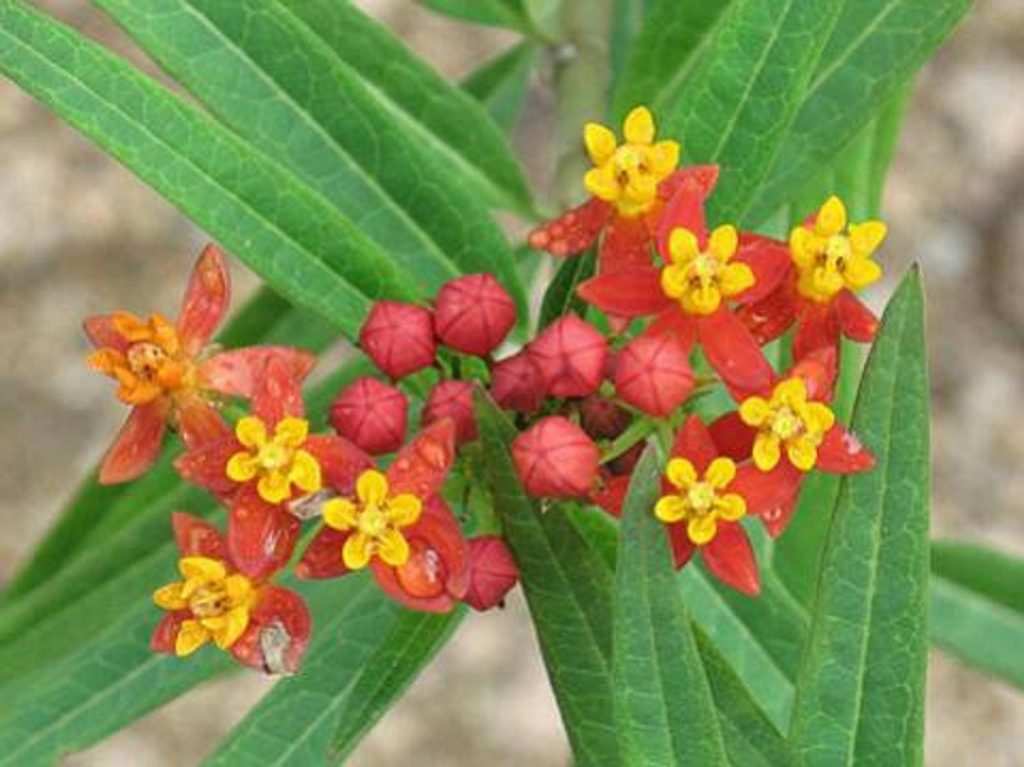 tropical milkweed